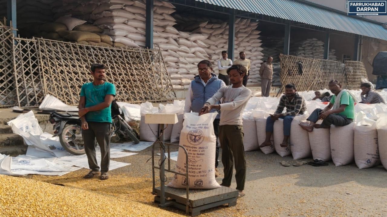 कायमगंज नवीन मंडी में धान–बाजरा–मक्का खरीद तेज, किसानों की बढ़ी उम्मीद