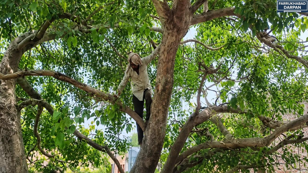 फर्रूखाबाद : कायमगंज में 40 साल पुराने जमीन विवाद से परेशान किसान पेड़ पर चढ़ा, तहसील परिसर में मचा हड़कंप